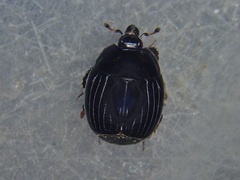Margarinotus ventralis