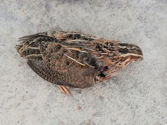 Coturnix coturnix