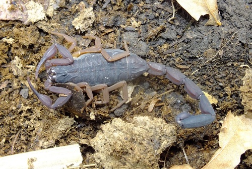 Slender Brown Scorpion