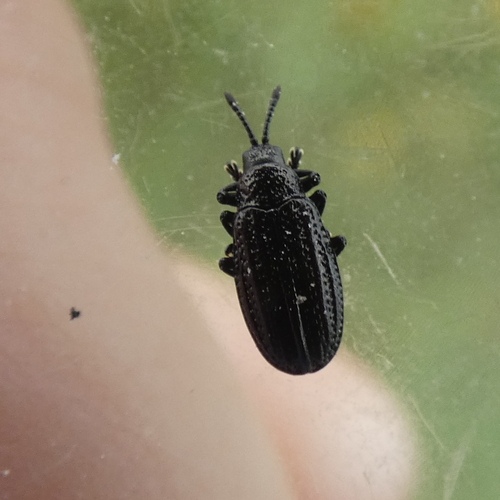 Goldenrod Leafminer photo 6