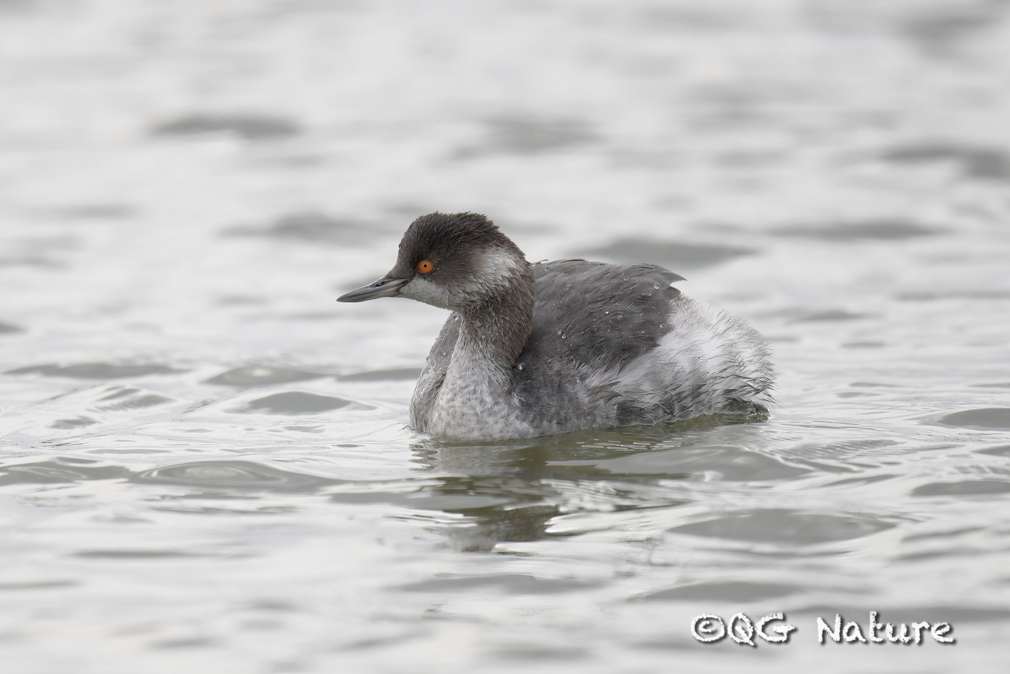 Black-necked Grebe
