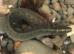 Cebidichthys violaceus