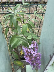 Buddleja davidii