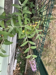 Buddleja davidii