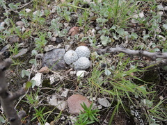 Mammillaria albiflora