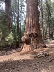 Sequoiadendron
