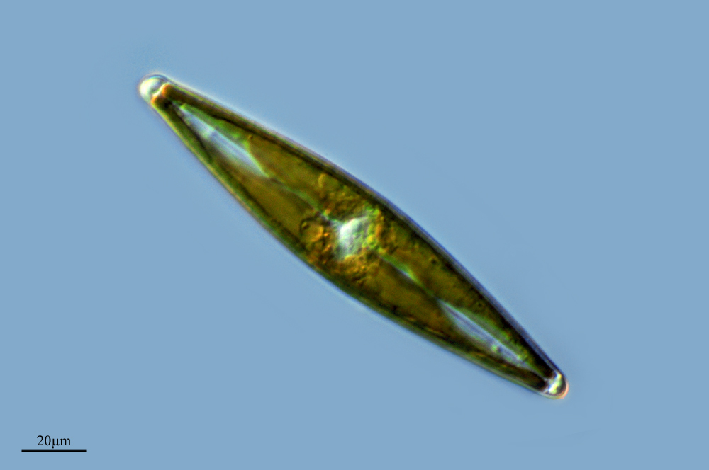Amphipleuraceae