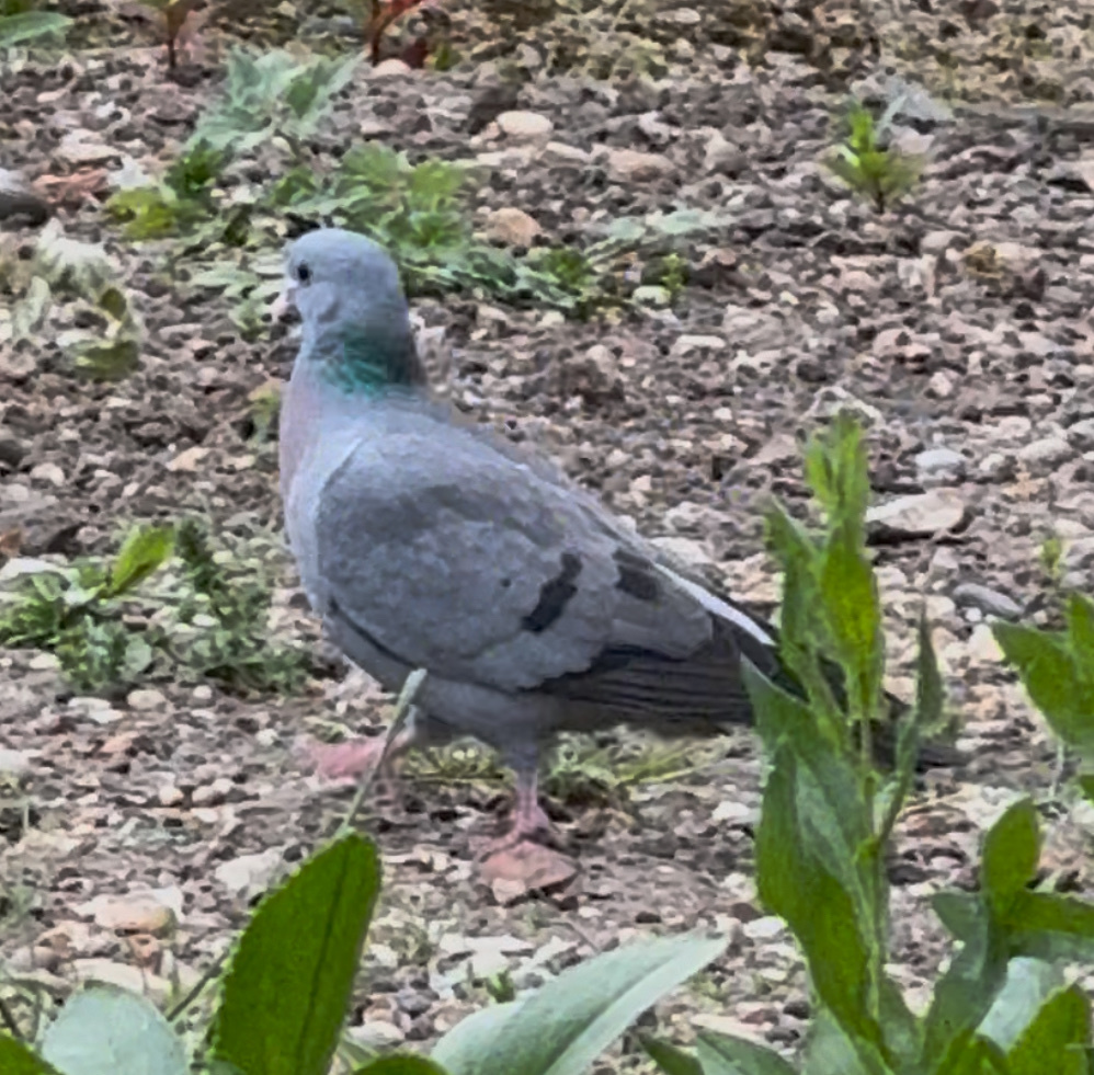 Stock Dove