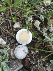 Mammillaria albiflora