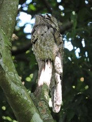 Nyctibius jamaicensis