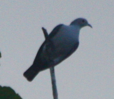 Ducula aenea