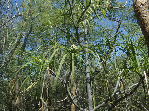 Pandanus aridus observed 2019-12-06