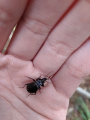 Sphaeroderus