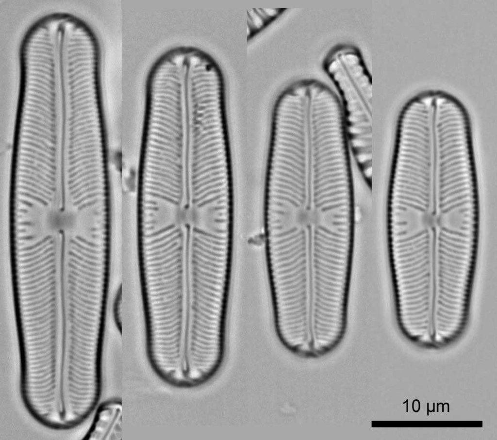 Sellaphoraceae