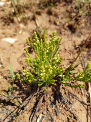 Thesium transvaalense