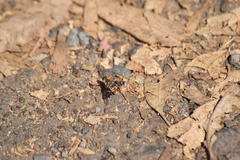 Thyridanthrax nugator