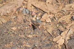 Thyridanthrax nugator