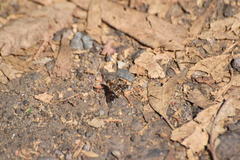 Thyridanthrax nugator