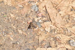 Thyridanthrax nugator