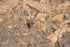 Thyridanthrax nugator