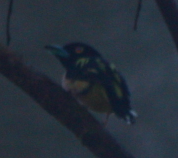 Black-and-yellow Broadbill