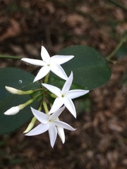 Carissa bispinosa
