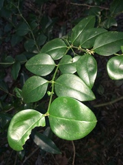 Carissa bispinosa