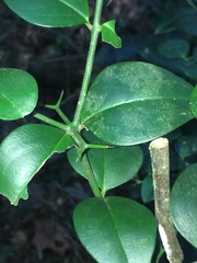 Carissa bispinosa