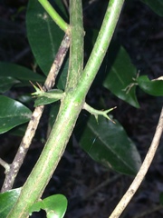 Carissa bispinosa