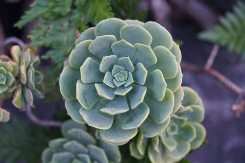 Aeonium castello-paivae