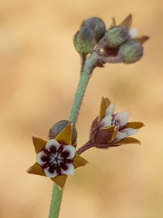 Aspidoglossum lamellatum