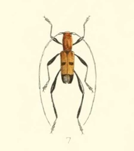 Aridaeus timoriensis