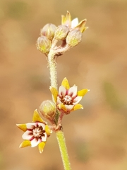 Aspidoglossum lamellatum