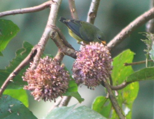 Dicaeum trigonostigma