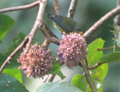 Dicaeum trigonostigma