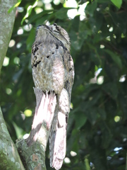 Nyctibius jamaicensis