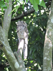 Nyctibius jamaicensis