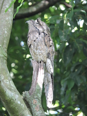 Nyctibius jamaicensis