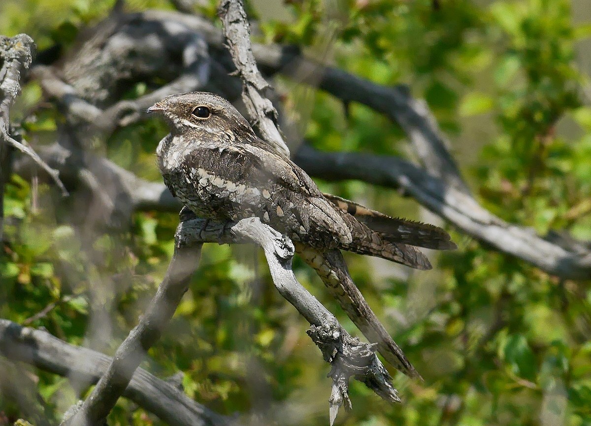 European Nightjar