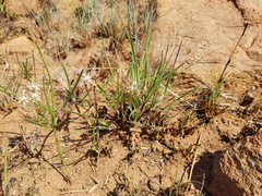 Asclepias stellifera