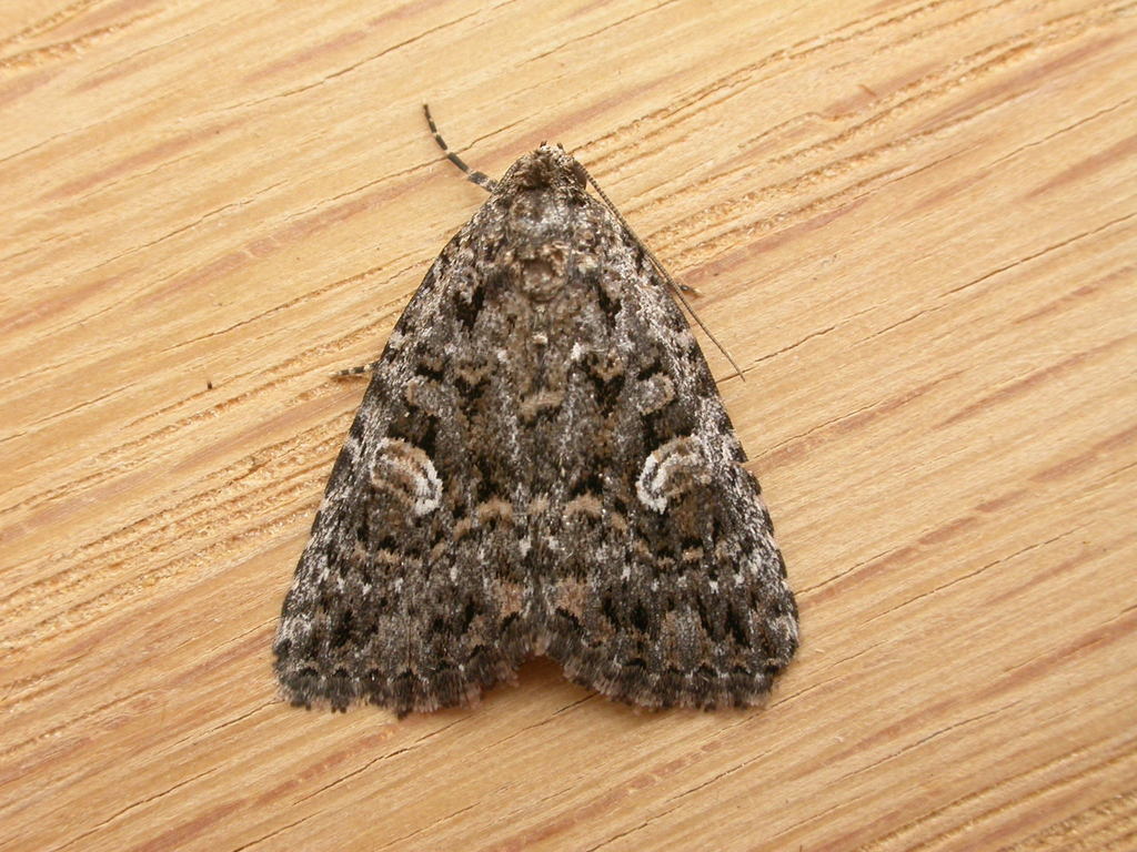 Condica aroana