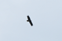 Egyptian Vulture