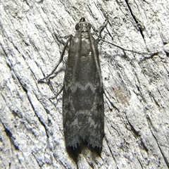 Eurythmia angulella