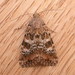 Lesser Budworm Moth - Photo (c) Donald Hobern, some rights reserved (CC BY)
