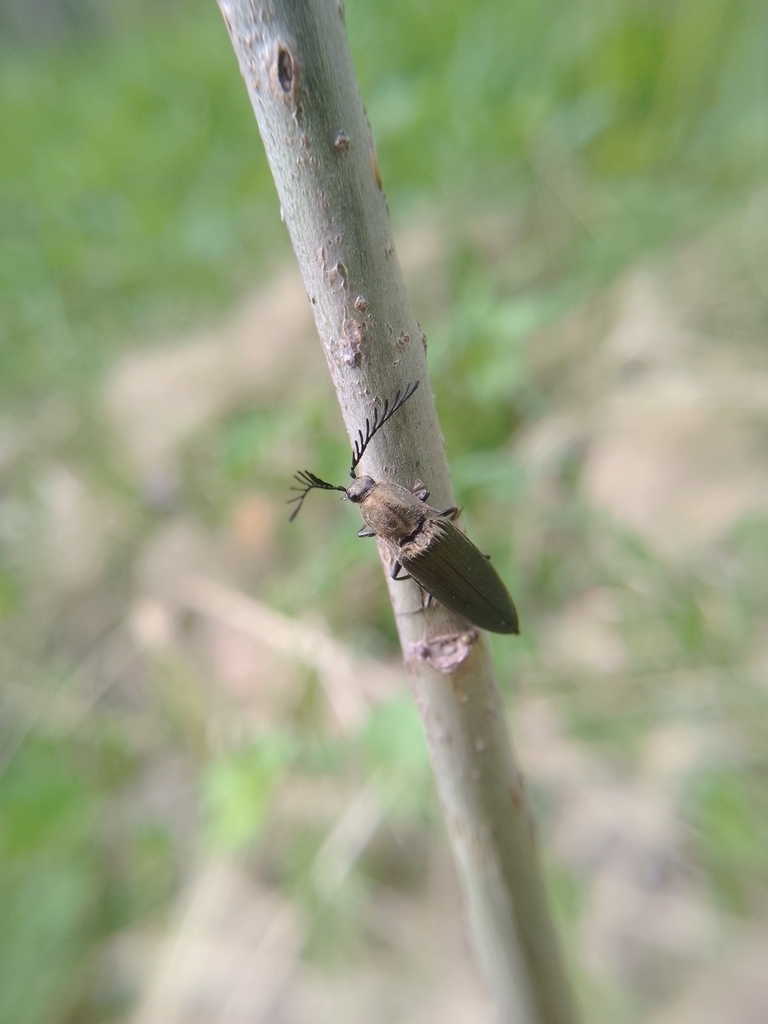 Pectinate Spur Insect pectinate click beetle from Томская обл., Россия, 636037 on May 21 ...