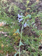 Maurandya antirrhiniflora