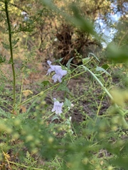 Maurandya antirrhiniflora
