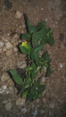 Mecardonia procumbens