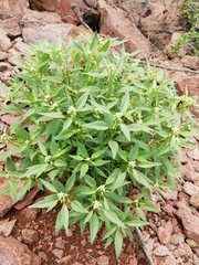 Hybanthus fruticulosus