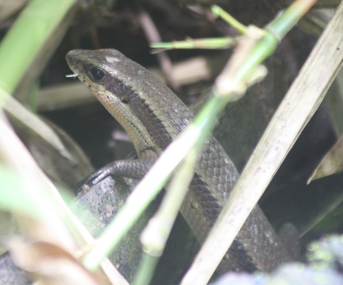 Eutropis rudis